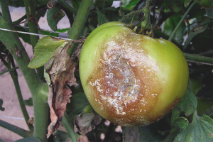 How to protect tomatoes from late blight