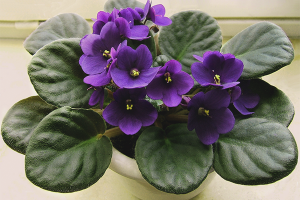 How to make a violet blossom