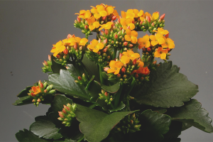 How to make Kalanchoe blossom