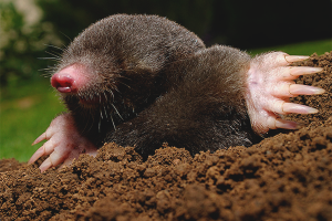 How to deal with moles in the garden