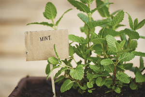 How to grow peppermint on a windowsill