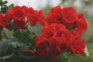 Why indoor geranium does not bloom