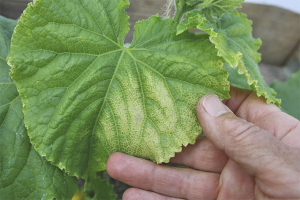 Why do cucumber leaves turn yellow