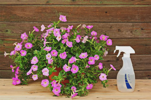 How to feed petunia for abundant flowering