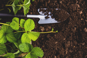 How to prepare the soil for planting strawberries