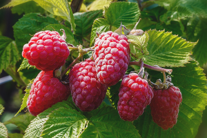 How to care for remont raspberries