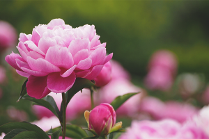 Why peonies do not bloom