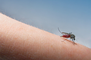 How to smear mosquito bites