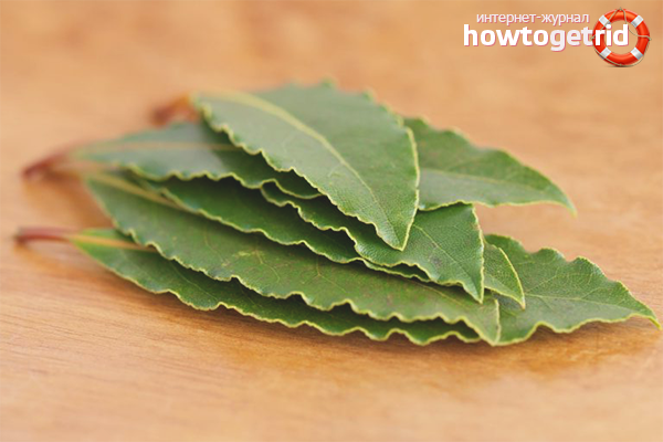 Laurel for pregnant and lactating girls