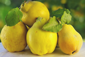 The benefits and harms of Japanese quince