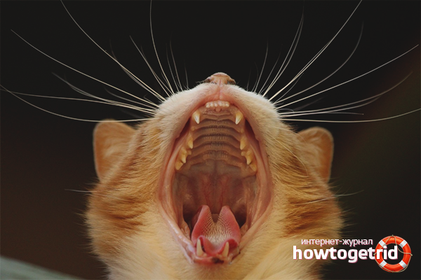 Katzen haben schlechten Atem