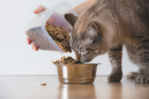 How to feed a cat with urolithiasis