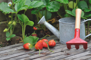 How to feed strawberries in the fall