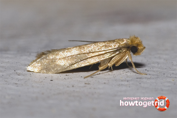 Home remedies for moths