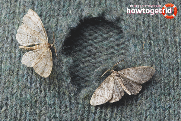 How to deal with moths in an apartment