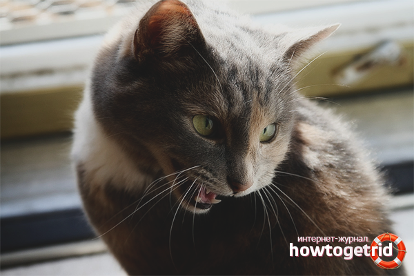 Was tun, wenn eine Katze schreit und eine Katze will?