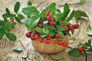 How to take lingonberries with cystitis