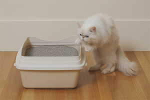 How to choose a cat litter