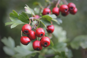 The benefits and harms of hawthorn