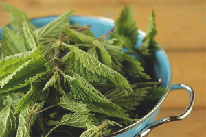 The benefits and harms of nettles