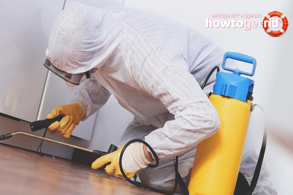 Technologie pour traiter une pièce des punaises de lit