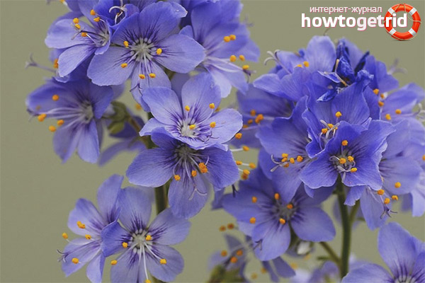 Comment être traité avec la cyanose