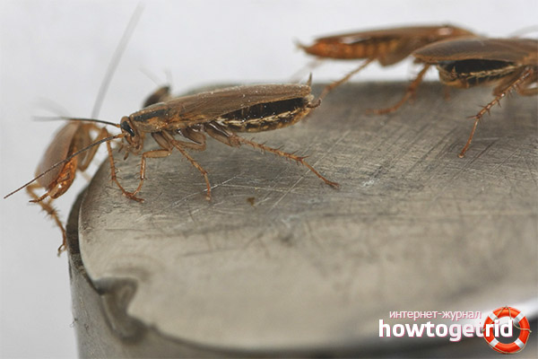 Comment supprimer définitivement les cafards d'un appartement