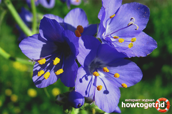 Quels nutriments contient le bleu de cyanose