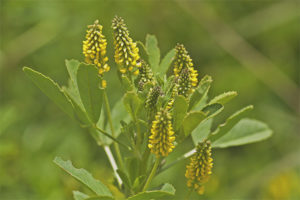 Medicinal properties and contraindications for sweet clover