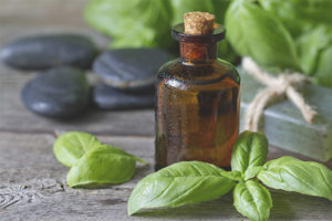 Basil Essential Oil