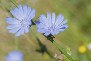 Medicinal properties and contraindications of chicory