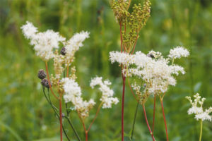 Medicinal properties and contraindications of meadowsweet