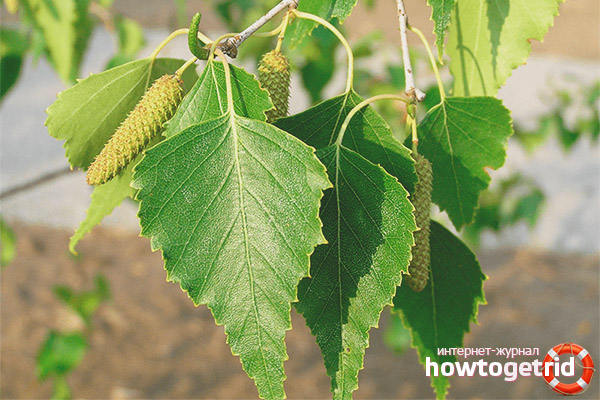 Propriétés médicinales et contre-indications des feuilles de bouleau