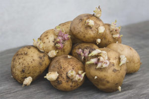 Medicinal properties and contraindications of potato sprouts