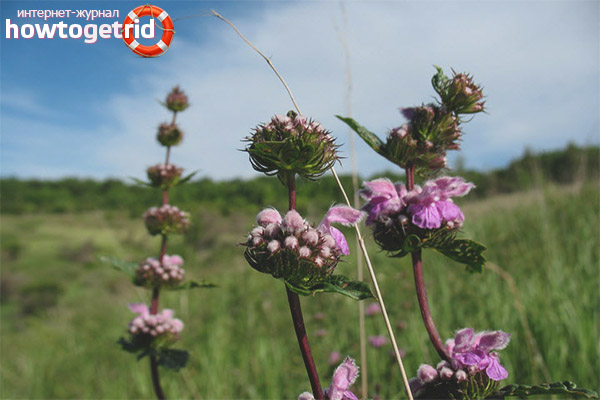Medizinische Eigenschaften und Kontraindikationen zopnik