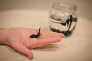 Leech Treatment