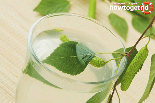 Teinture de feuilles de bouleau