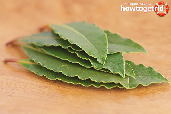 Recettes folkloriques utiles avec la feuille de laurier.