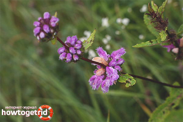 Möglichkeiten, Popnik zu verwenden