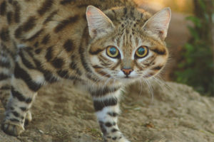 African black-footed cat