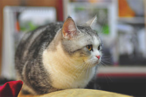 American shorthair cat