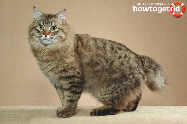American bobtail