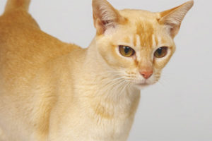 Ceylon cat