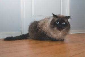 Himalayan cat