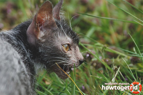 Werewolf cat character