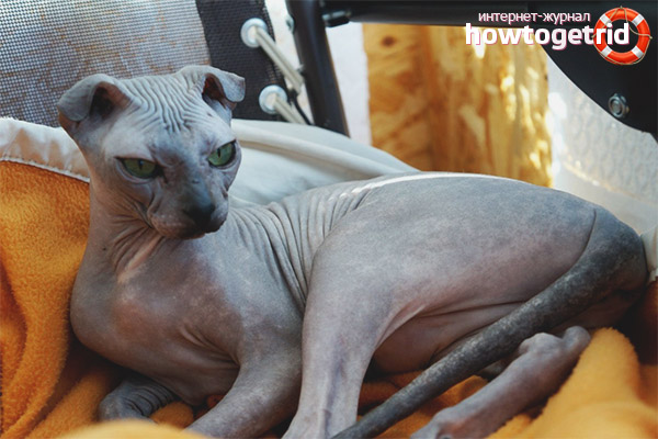 The nature of Ukrainian levkoy