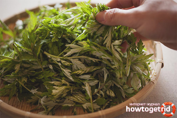 Comment prendre l'absinthe des parasites