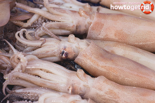 Wie man einen Tintenfisch auswählt