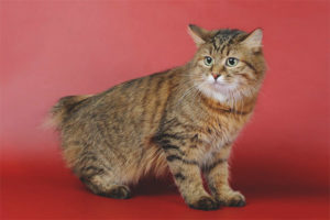 Kurilian Bobtail