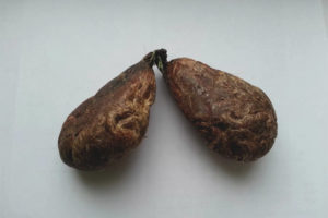 The healing properties and application of the beaver jet